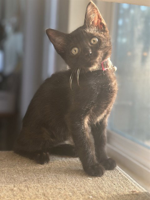 LORETTA LYNN, a cat for adoption from Tallahassee-Leon Community Animal Service Center