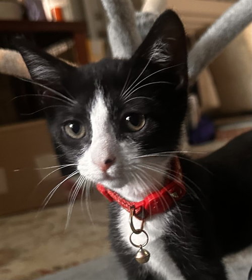 DOLLIE PARTON, a cat for adoption from Tallahassee-Leon Community Animal Service Center