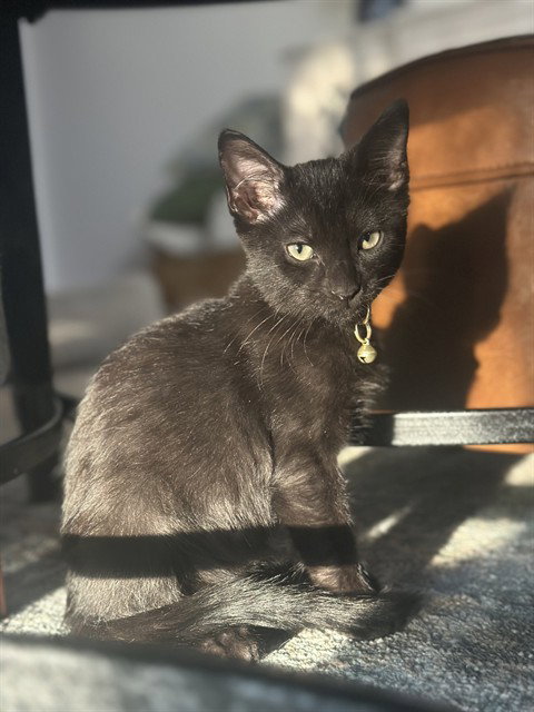 JOHNNY CASH, a cat for adoption from Tallahassee-Leon Community Animal Service Center