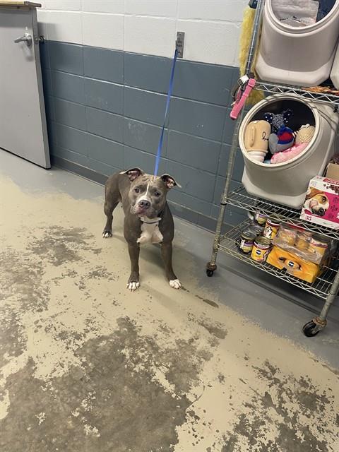 HARPER, a dog for adoption from Tallahassee-Leon Community Animal Service Center