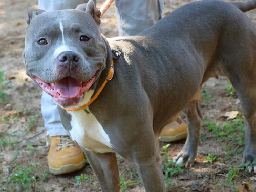 Harper, American Pit Bull Terrier / Mixed (medium coat)