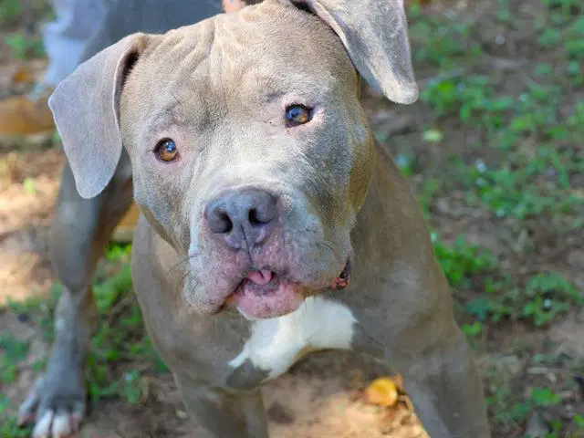 Alex - American Pit Bull Terrier
