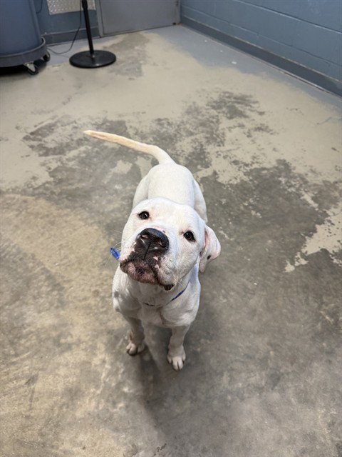 GHOST, a dog for adoption from Tallahassee-Leon Community Animal Service Center
