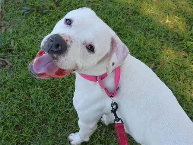 Ghost - American Bulldog