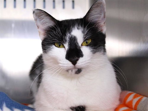 ZOZO, a cat for adoption from Tallahassee-Leon Community Animal Service Center