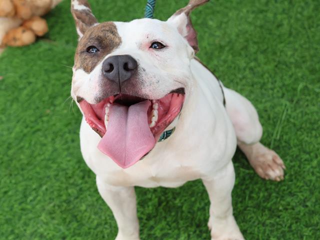 Twin, American Staffordshire Terrier