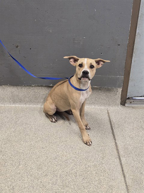 CORA, a dog for adoption from Tallahassee-Leon Community Animal Service Center