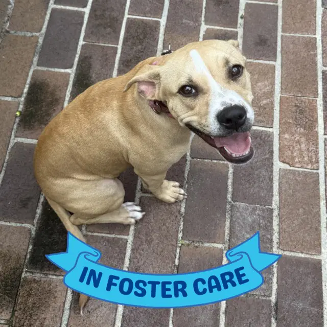 Cora - American Pit Bull Terrier