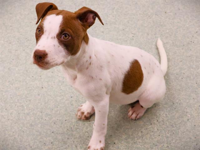 Polly, English Pointer