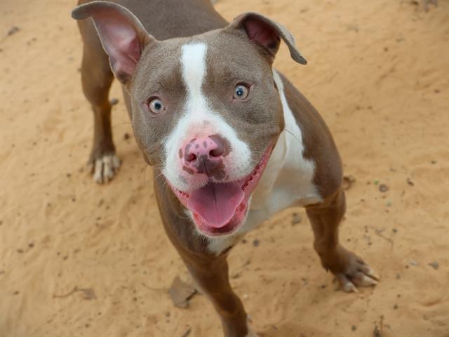 Prada, American Staffordshire Terrier