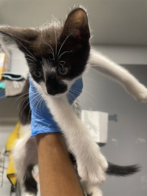 Sundae, Domestic Short Hair