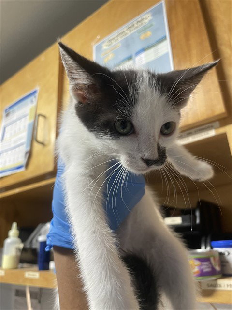 Magpie, Domestic Short Hair