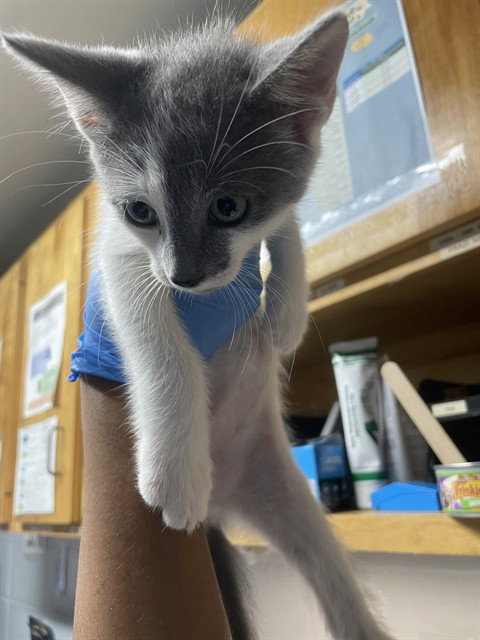 Zorro, Domestic Short Hair