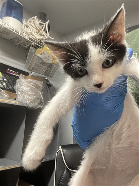 Panda, Domestic Short Hair