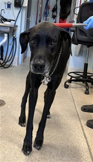 Koby, Great Dane