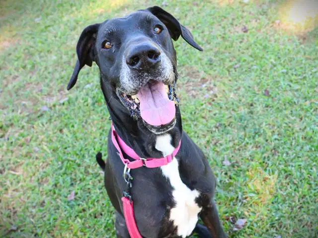 Koby - Great Dane
