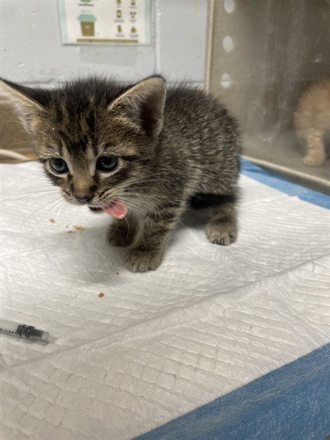 CHICKEN, a cat for adoption from Tallahassee-Leon Community Animal Service Center