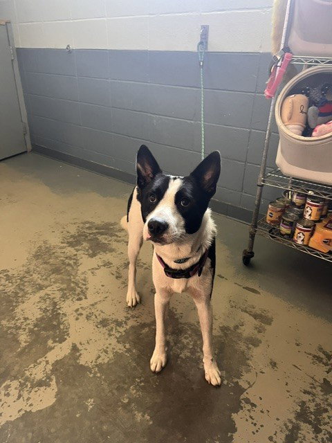 JASPER, a dog for adoption from Tallahassee-Leon Community Animal Service Center