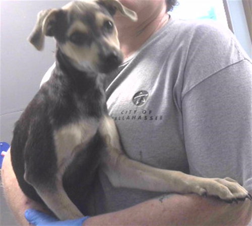 CURLY, a dog for adoption from Tallahassee-Leon Community Animal Service Center