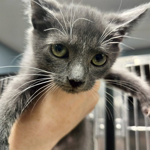RIALTO, a cat for adoption from Tallahassee-Leon Community Animal Service Center