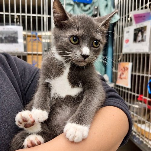 VENDETTA, a cat for adoption from Tallahassee-Leon Community Animal Service Center