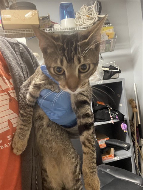 MOCHI, a cat for adoption from Tallahassee-Leon Community Animal Service Center