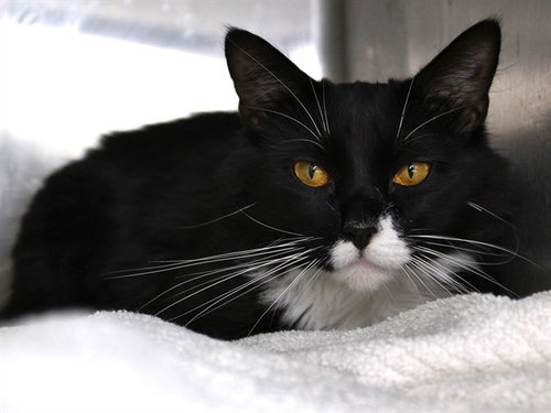 NUMA, a cat for adoption from Tallahassee-Leon Community Animal Service Center