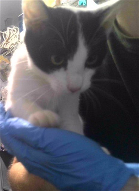 LILAC, a cat for adoption from Tallahassee-Leon Community Animal Service Center