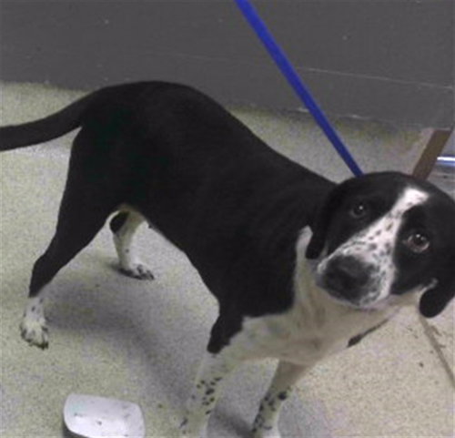 FLOWER, a dog for adoption from Tallahassee-Leon Community Animal Service Center
