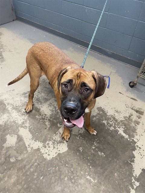 GUNNER, a dog for adoption from Tallahassee-Leon Community Animal Service Center