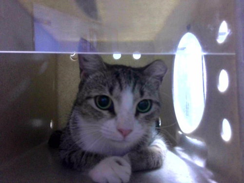 MYLA, a cat for adoption from Tallahassee-Leon Community Animal Service Center