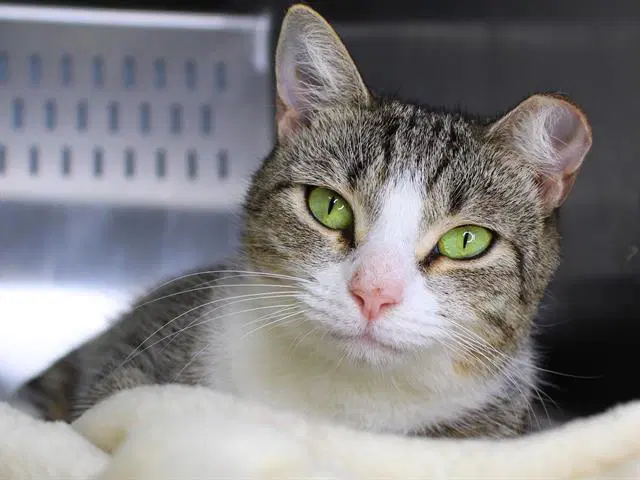 Myla - Domestic Short Hair