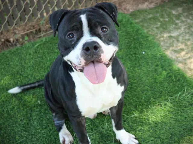 Jeremy - American Staffordshire Terrier
