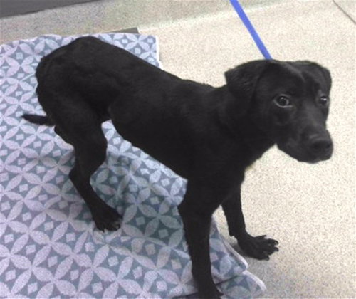 MARSHALL, a dog for adoption from Tallahassee-Leon Community Animal Service Center
