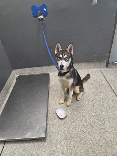 NANOOK, a dog for adoption from Tallahassee-Leon Community Animal Service Center