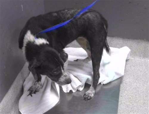 CINDER, a dog for adoption from Tallahassee-Leon Community Animal Service Center