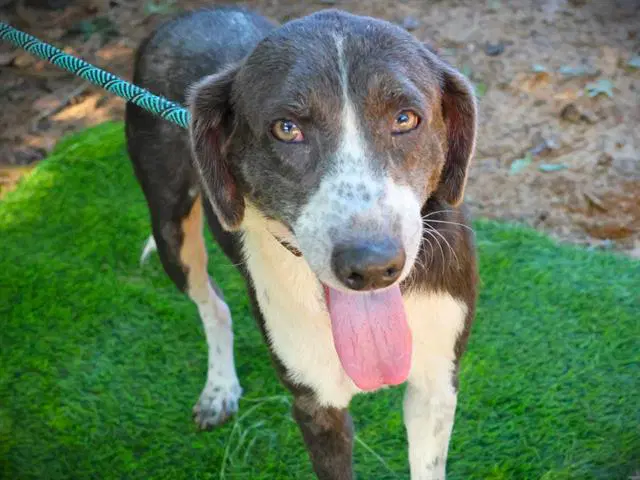 Cinder - Australian Shepherd