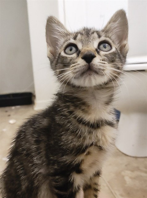 FOXGLOVE, a cat for adoption from Tallahassee-Leon Community Animal Service Center