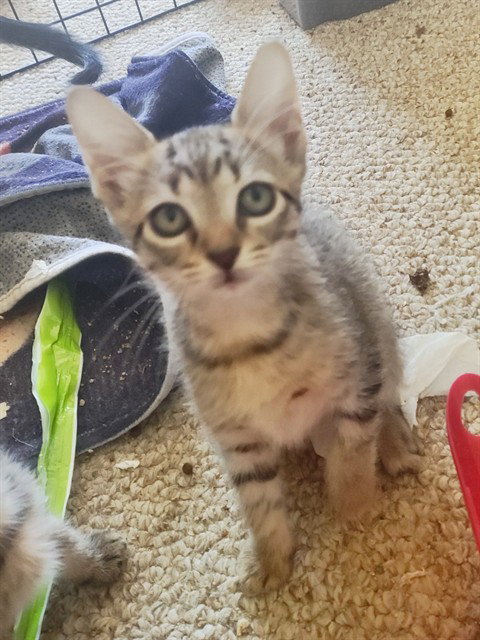 NETTLES, a cat for adoption from Tallahassee-Leon Community Animal Service Center