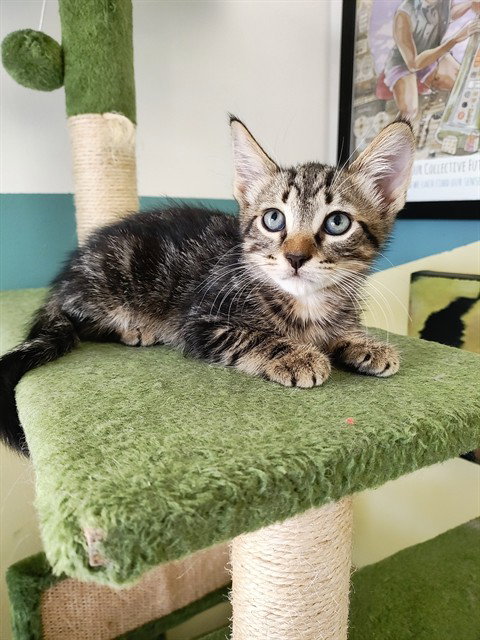 MONARCH, a cat for adoption from Tallahassee-Leon Community Animal Service Center