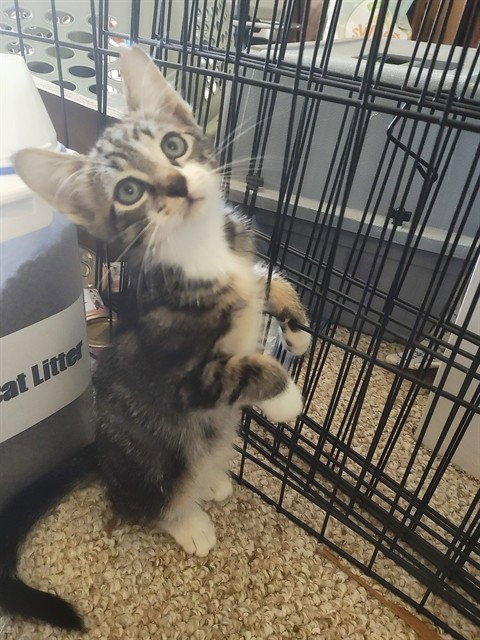 PLATYPUS, a cat for adoption from Tallahassee-Leon Community Animal Service Center
