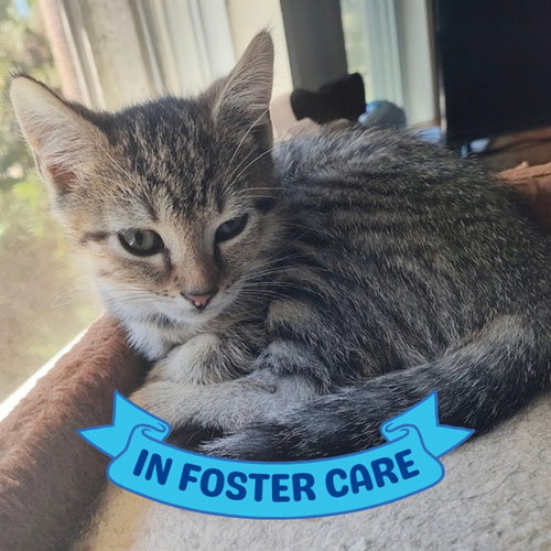 NIGHTJAR, a cat for adoption from Tallahassee-Leon Community Animal Service Center