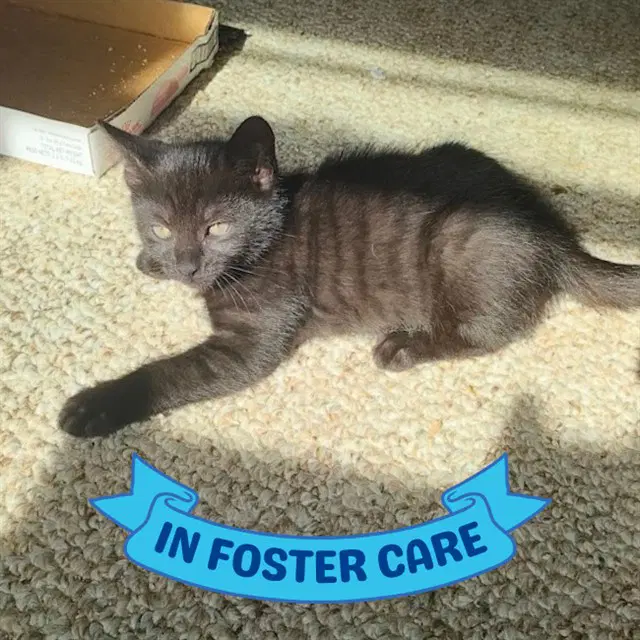 Boobook - Domestic Short Hair