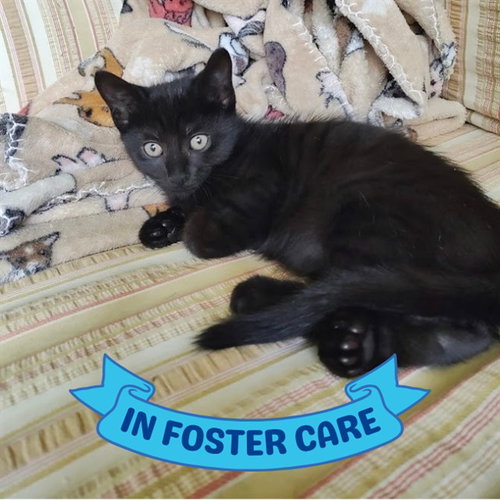 BAT, a cat for adoption from Tallahassee-Leon Community Animal Service Center