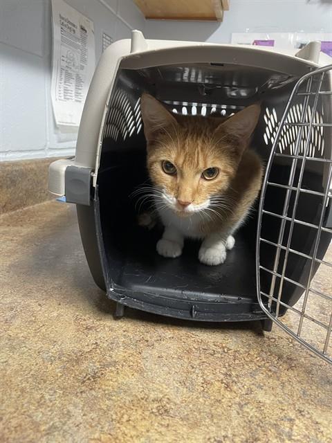 TROUBLE, a cat for adoption from Tallahassee-Leon Community Animal Service Center