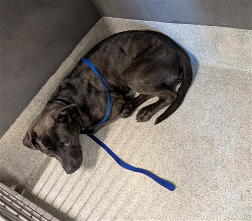 MOLLY, a dog for adoption from Tallahassee-Leon Community Animal Service Center