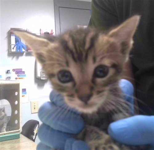COULDA, a cat for adoption from Tallahassee-Leon Community Animal Service Center
