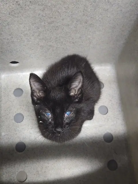 Phantom - Domestic Short Hair
