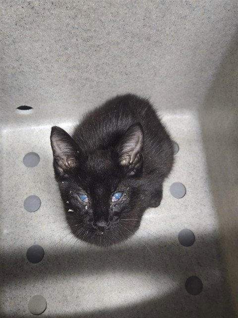 PHANTOM, a cat for adoption from Tallahassee-Leon Community Animal Service Center