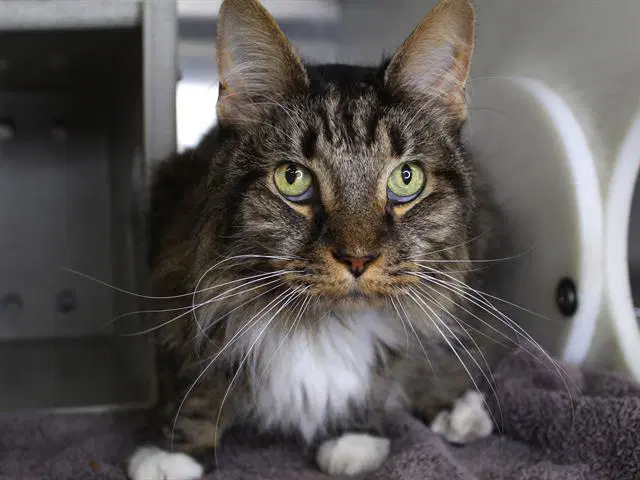Snickers - Maine Coon